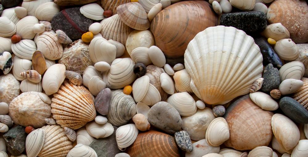 coquillages